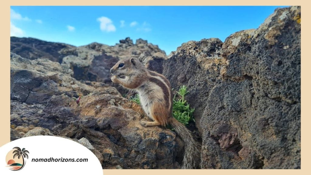 Fuerteventura - Calderon Hondo Volcano squirrel